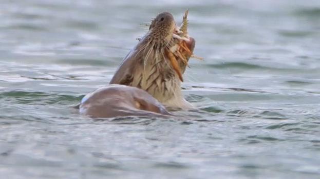 Nesli t&#252;kenme tehlikesi altında, Bostancılar G&#246;leti&#39;nde g&#246;r&#252;nt&#252;lendi