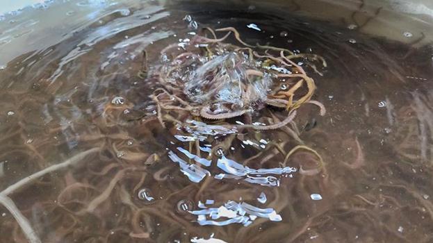 Çanakkale'de 10 yıllık AR-GE sonucu kuruldu! Türkiye'de tek: Yıllık 35 ton üretiyorlar