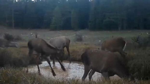 DKMP benzersiz anları paylaştı: Kızıl geyiklerin su birikintisindeki görüntüleri fotokapana yansıdı