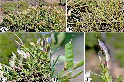 Karaman&#39;ın tek keşfi oldu: Ermenek il&#231;esinin adı verildi! Yunanistan&#39;daki arkadaşı &#246;rneğini buldu