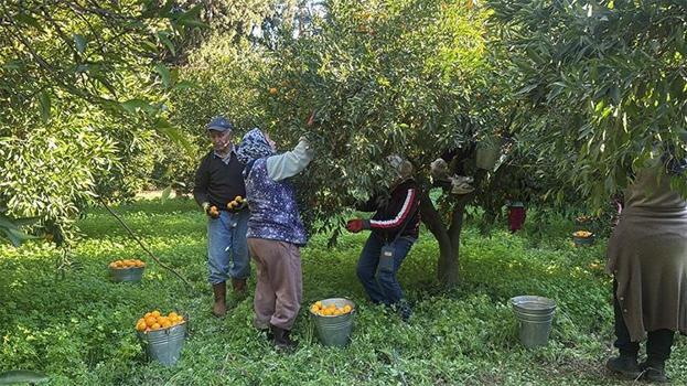 B&#252;y&#252;k fark: Bodrum mandalinası bah&#231;ede 15, manavda 100 lira!