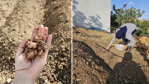 Siirt'te ziraat fakültesi öğrencisi bir ilke imza attı! Dünyanın en pahalı baharatını yetiştirdi
