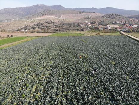 11 ay beklendi, hasat başladı! &#220;retimin y&#252;zde 50&#39;si İzmir&#39;de: Fiyatını &#252;&#231;e katladı