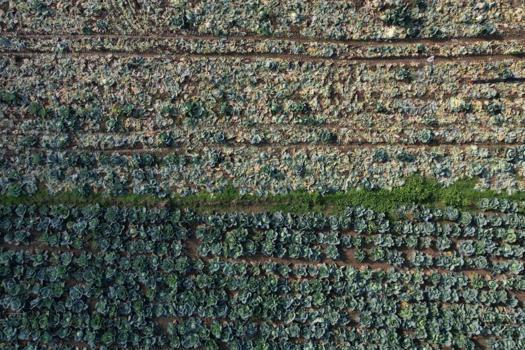Turşusundan salatasına çorbasından sarmasına kadar her yerde kullanılıyor! Tarlada 40 lira tezgahlarda 200 lira