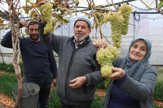 Amasya'da eşi bir söz söyledi, 75 yaşında sera kurdu! Hasat evinin önünde başladı