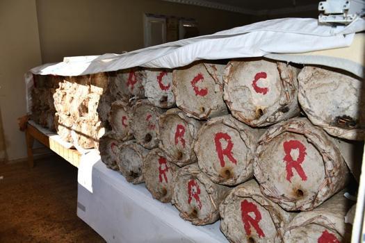 Şırnak'ta üretimde yeni yöntem! Misafir odasını onlara tahsis etti: Verim kat kat arttı