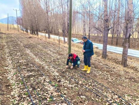 Üreticiye ek gelir kapıda: Bayburt'ta incelendi, parsel parsel karar verildi