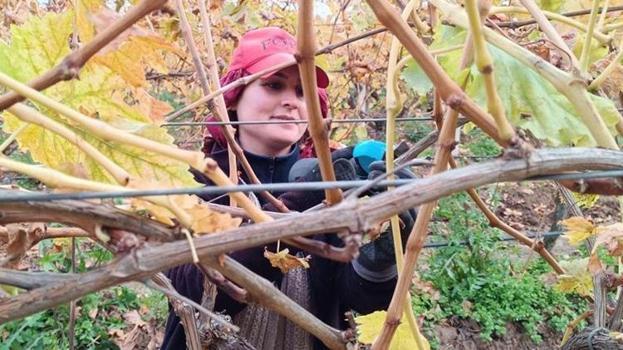 Manisa'da budama maliyetleri artınca üreticiler bağa indi!