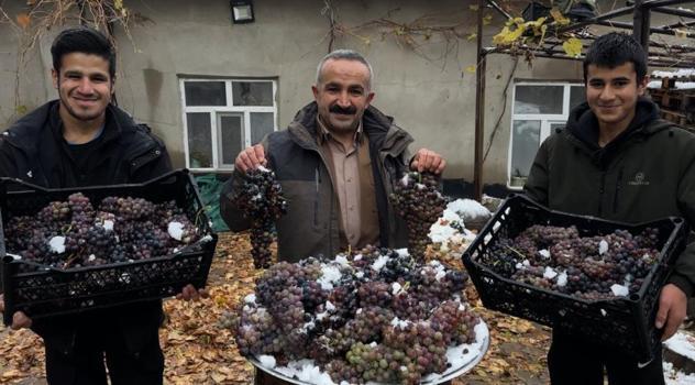 Hayrete düşüren üzüm! Kar altında yetişiyor, lezzetine doyun olmuyor