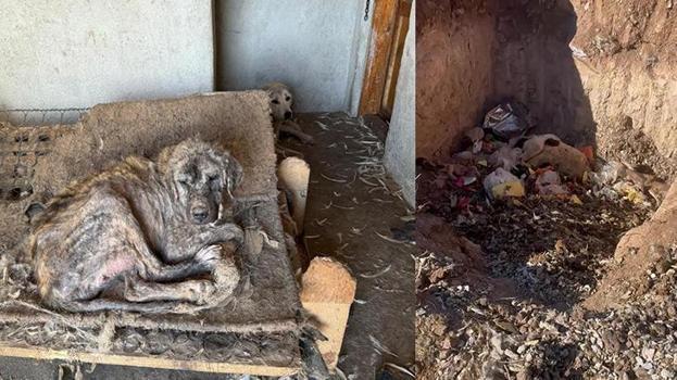 Denizli'de hayvan sevgisini istismar etti, köpekler açlıktan birbirini yedi