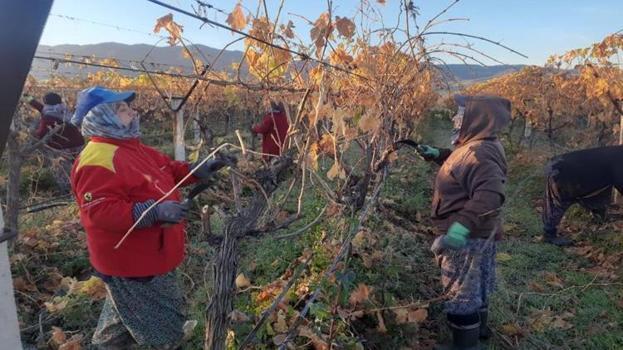 Verim düşünce yenileme başladı! Kadın tarım işçilerine yeni iş kapısı: 1500 lira yevmiye ile çalışıyor