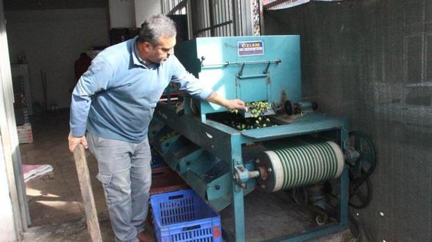 Aydın'da binlerce aile geçimini bu üründen sağlıyor! Yeşil altın hasadı sürüyor! 50 liraya kadar alıcı buluyor