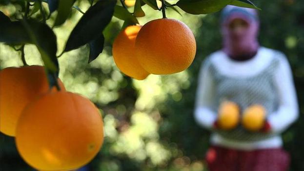Antalya portakalları tescillenip dünya pazarında yerini aldı