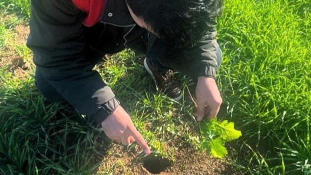 Kırklareli'nde tarla faresi alarmı! Hububat ekili alanlarda önlemler üst seviyeye çıkarıldı