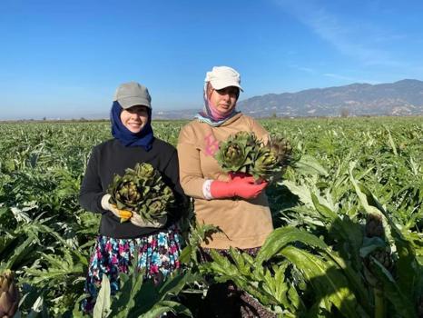 Coğrafi işaretli üründe yılın ilk hasadı yapıldı! Türkiye'de en çok üreten ikinci il oldu