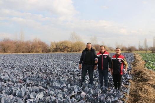 Erzincan’da kış ortasında sebze hasadı