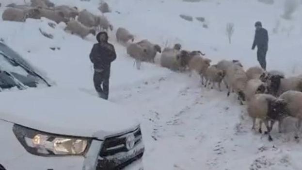 Adıyaman'da karda mahsur kalan çoban ve 800 küçükbaş hayvan kurtarıldı