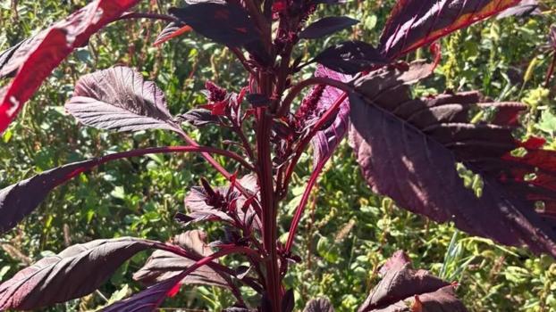 Köyde birkaç tohum ekildi! Hem insan hem hayvan için yaşam kaynağı: Sadece 3 ilde yetişiyor