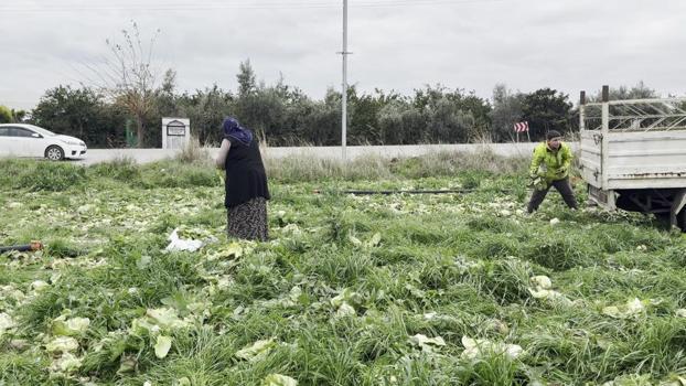 Marul maliyetini karşılamadı! Üretici çareyi bedava dağıtmakta buldu