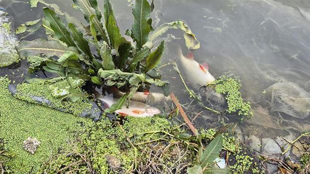 İstanbul'da gölette yosun patlaması! Onlarcası ölü halde kıyıya vurdu