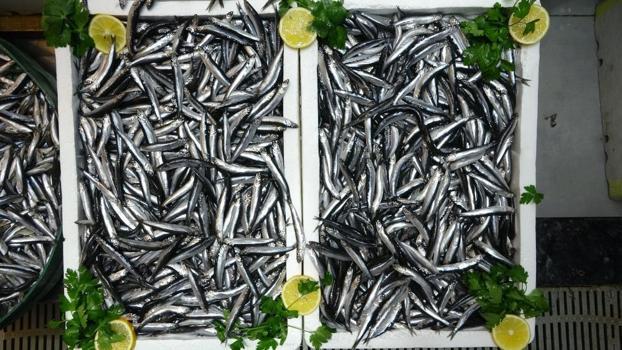 Avrupa'nın hamsisi Türkiye'den! İhracatta bu ülkeler ilk sırada