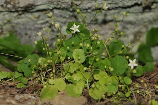 İzmir'e özgü bitki keşfedildi: 1400 metrede yetişiyor! Yıldız yapraklar ilk kez görüldü