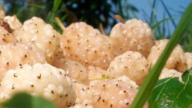 Erzincan'da üreticiye yeni gelir kapısı! Yüzde 50 hibe desteğiyle kurulacak: Başvurular başladı