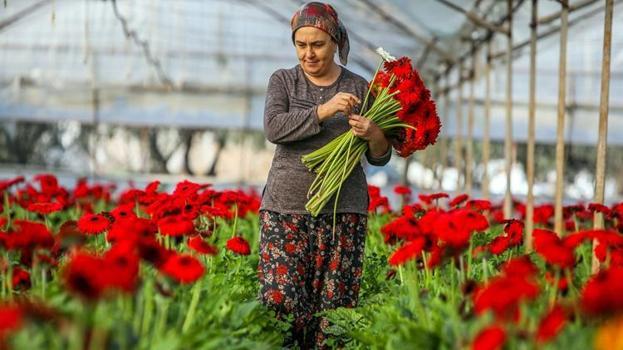Antalya'dan tüm Avrupa'ya gönderiliyor! Hollanda, Almanya ve İngiltere sıraya girdi