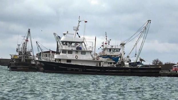 Hamsi, istavrit, palamut değil lüfer balıkçılara ters köşe yaptı, bilerek ağa gelmiyor