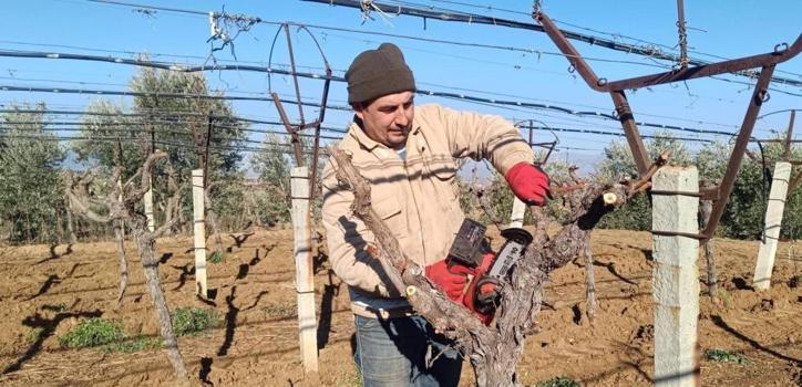 Manisa'da 8 dekar alana Avrupa'nın aradığı tohumu ekti! Tarlada her şeyi söktü attı