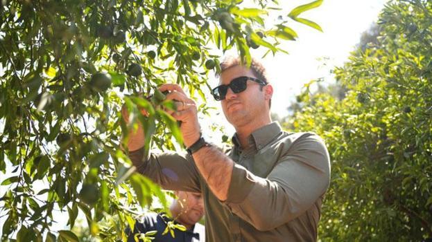 Coğrafi işaretli Bodrum Mandalini Türkiye'nin dört bir yanına ulaşıyor