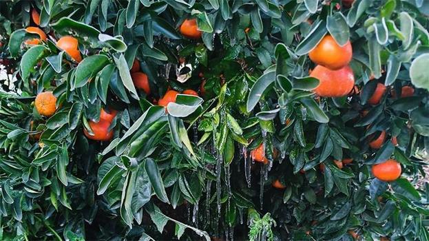 Türkiye'nin narenciye deposunu 'don' vurdu! Fiyatlar artacak, yüzde 30 zam yolda