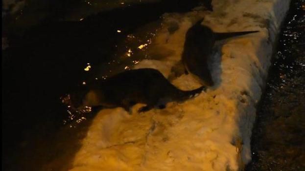 Gümüşhane Harşit Çayı’nda nesli tehlike altındaki su samurları görüntülendi