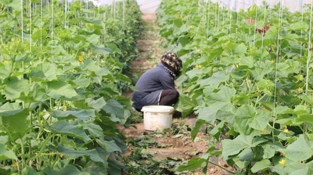 Erzincan'da kadın çiftçiler için yeni proje! Son gün 13 Şubat