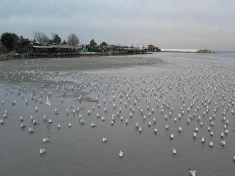 İstanbul'da deniz suyu 200 metre çekildi: Silivri ve Avcılar'da panik!