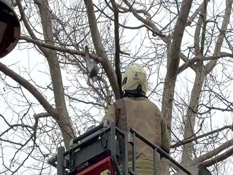 İstanbul'da güvercin operasyonu: İtfaiye müdahale etti!