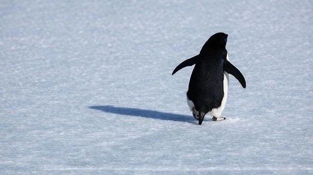 Nihilist Penguen olayı nedir, ne anlama geliyor? Nihilist penguenin hikayesi nedir?
