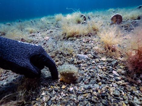 Umut oldu! Pinalar son sığınağı Marmara'da çoğalıyor