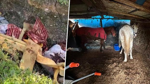 Sakarya'yı ayağa kaldıran olay! Çevreye at kemiği atınca tespit edildiler: Kesim için bekletilen atlar bulundu