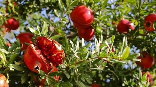 Dünya Türkiye'den alıyor! 2025'te yüzler güldü: 62 ülkeye rekor satış