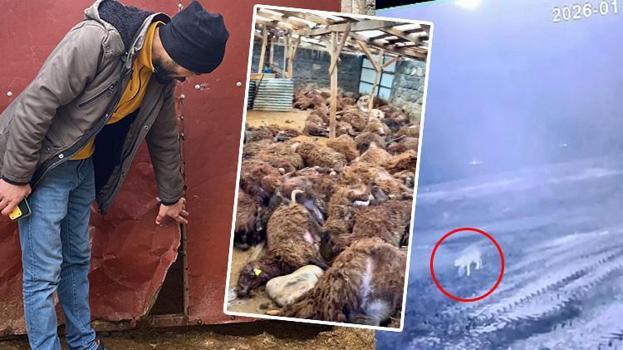 Digor'da kurt vahşeti! 2,5 saatte 200 koyunu tek başına boğdu: Güvenlik kamerası kaydetti
