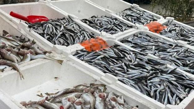 Zonguldak'ta hamsi yeniden tezgahlarda, 200 liradan alıcı buluyor