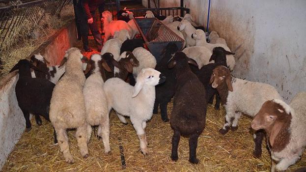 Muş'ta hayvancılıkta yeni dönem! İklim değişikliğine karşı dayanıklı geliştirilen ilk kuzular doğdu, verim rekoru kapıda