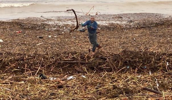 Mersin'de böylesi görülmedi: Sahillerde ilk kez karşılaştılar