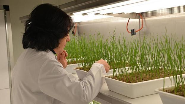 Eksi 21 dereceye meydan okuyor! Erzurum'da 'süper tohum' mesaisi: Kar yokken bile ölmeyen buğday geliştirildi