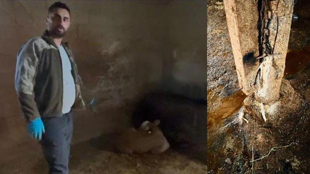 Yozgat'ta şiddetli yağışlar felaket getirdi: Ahırlara yıldırım düştü, hayvanlar telef oldu