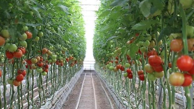 Samsunlu çiftçiye nefes aldıracak proje! 150 bin adet üretilecek, üreticinin geliri artacak