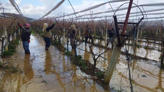 Üzüm bağları sular altında kaldı! Çiftçi ekmek parası pes etmedi
