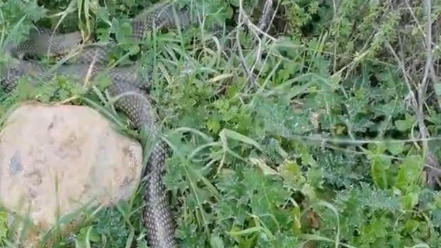 Çanakkale’nin Çan ilçesinde 2 metrelik yılan paniği!