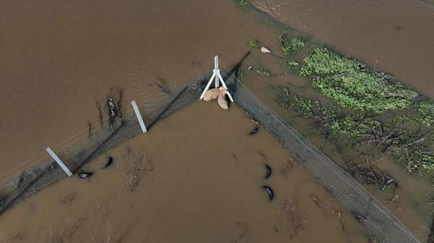 Edirne'de Meriç Nehri taştı; hayvanlar tahliye edildi, çiftçi malını kurtardı